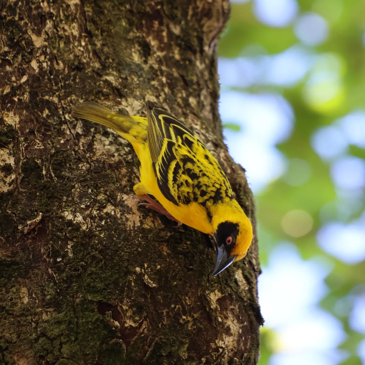 Spotted Village Weaver