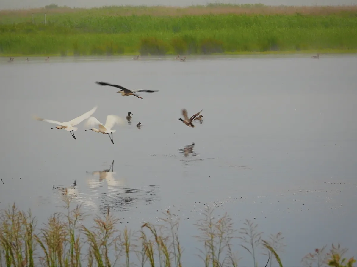 Spotted Eurasian Spoonbill
