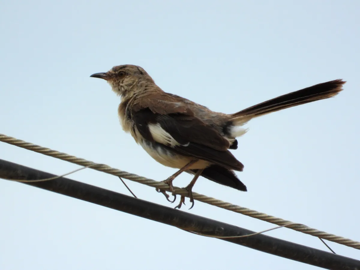Spotted Northern Mockingbird