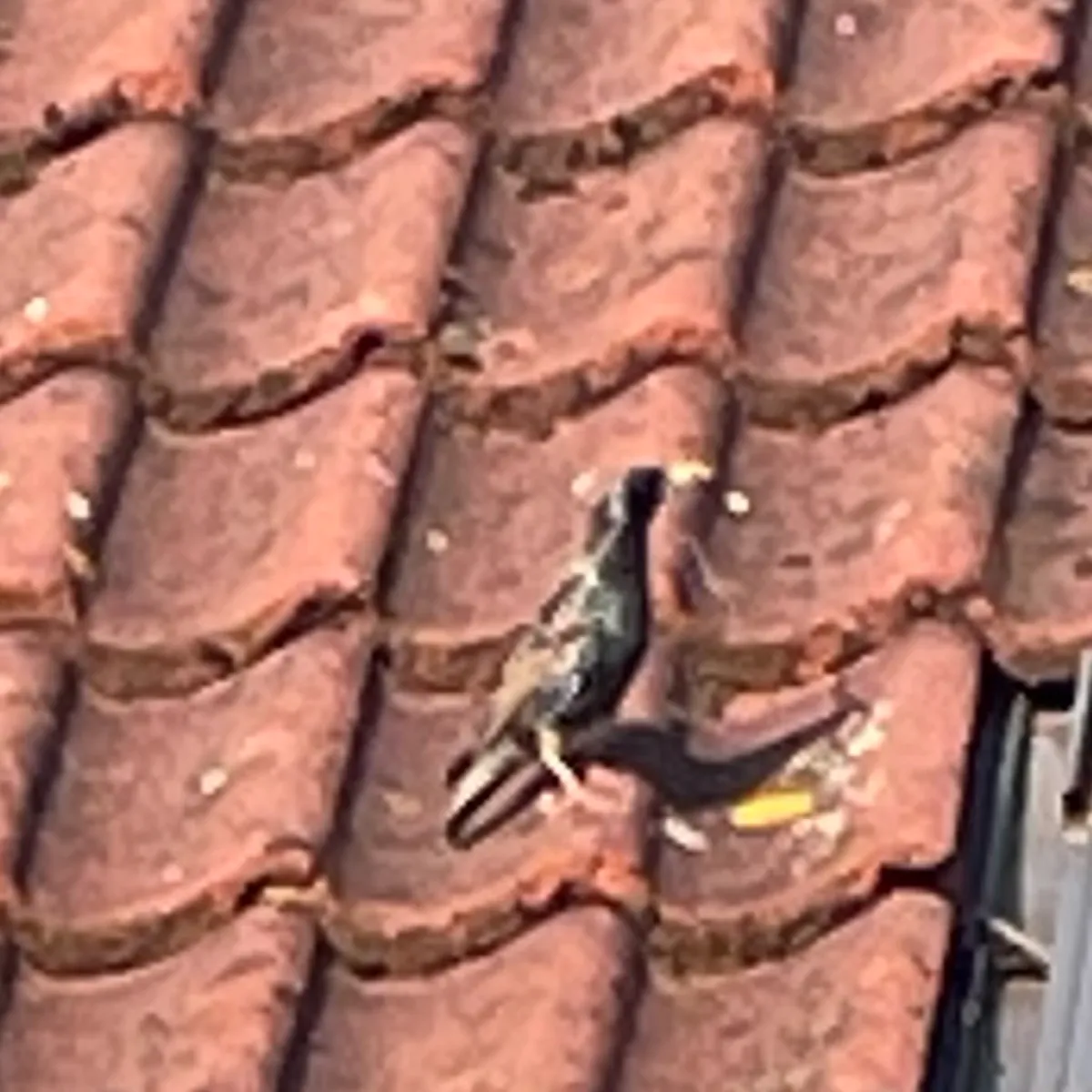 Spotted European Starling