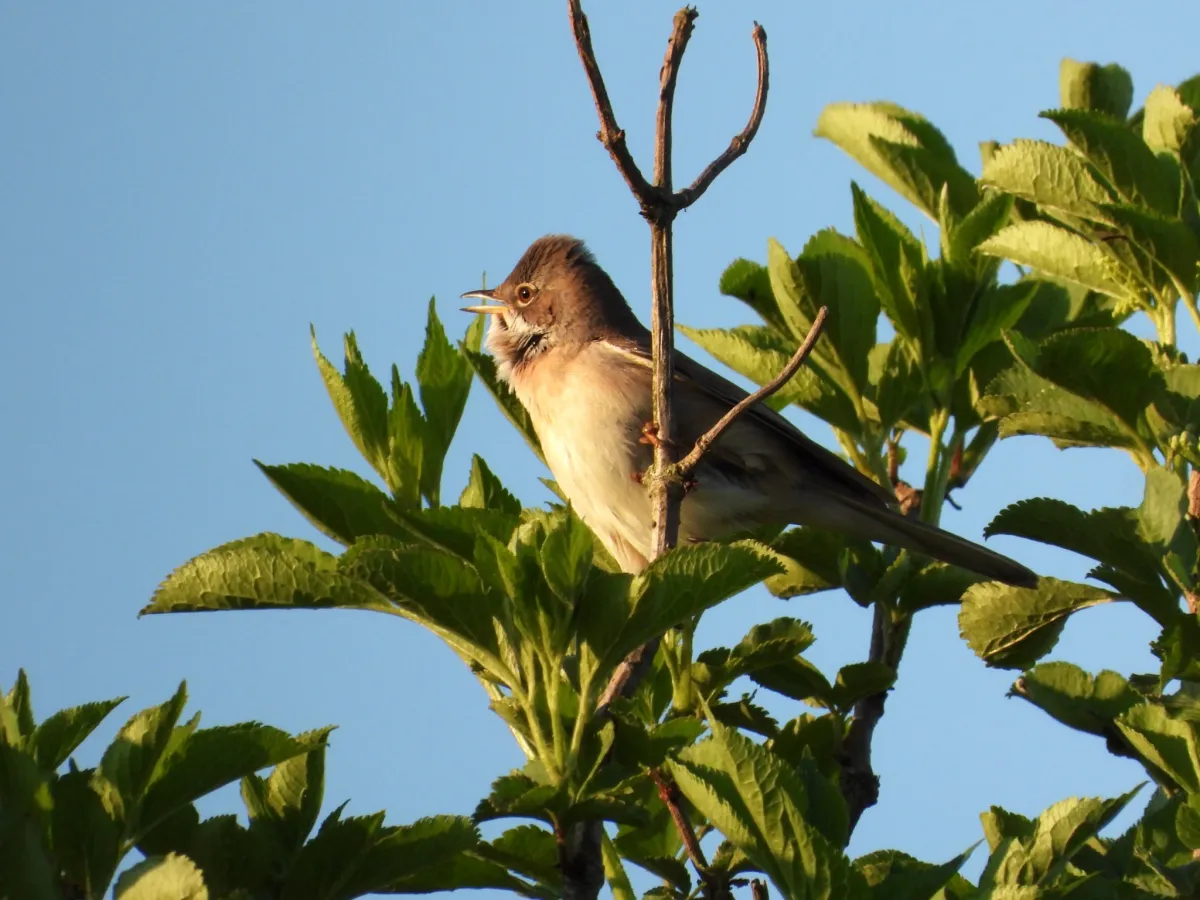 Spotted Greater Whitethroat