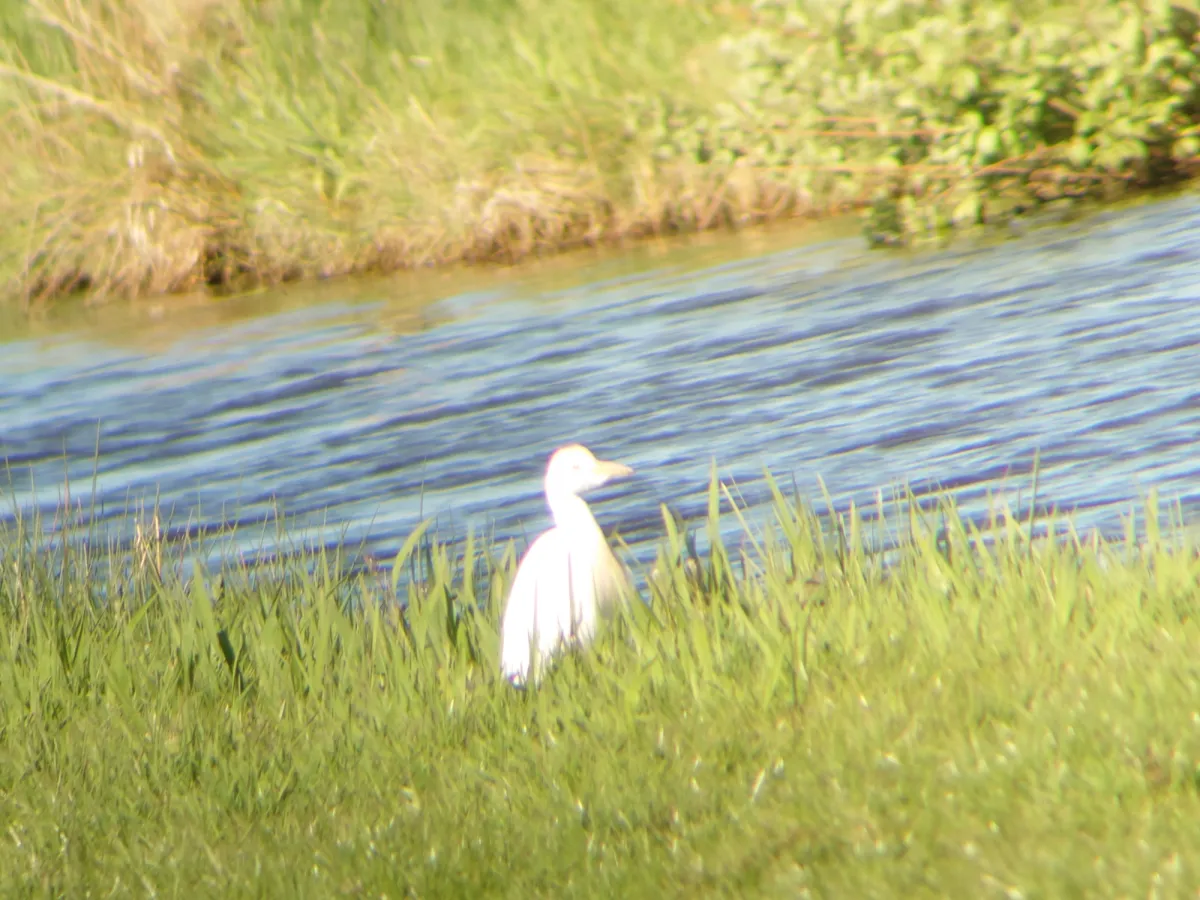 Waargenomen Westelijke koereiger