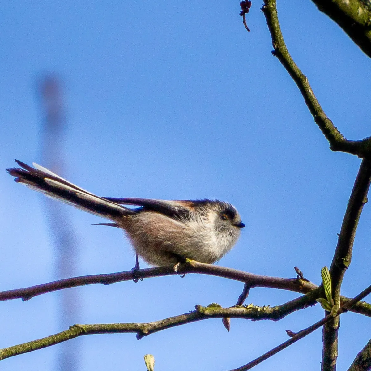 Spotted Long-tailed Tit