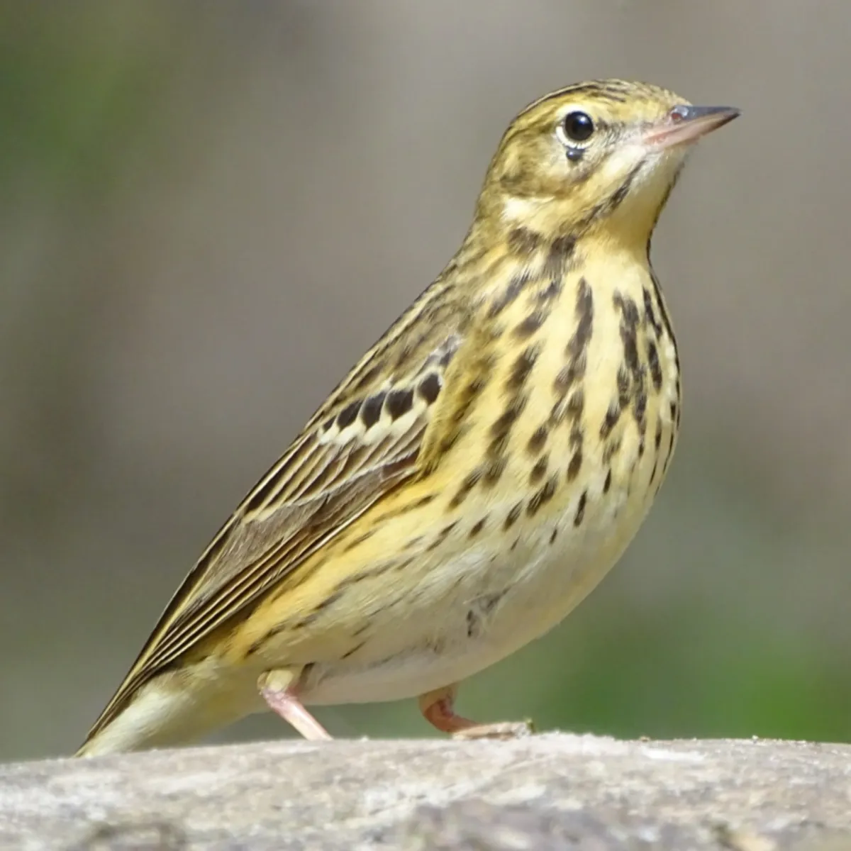 Spotted Tree Pipit