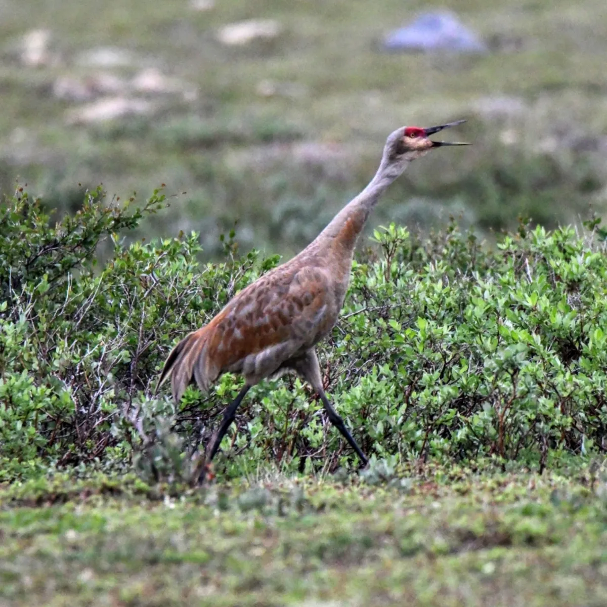 Gespotte Canadese kraanvogel