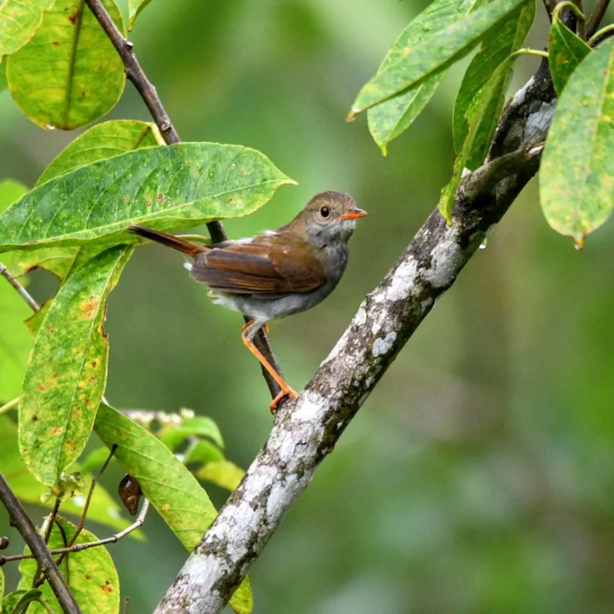Gespotte Geelbekdwerglijster