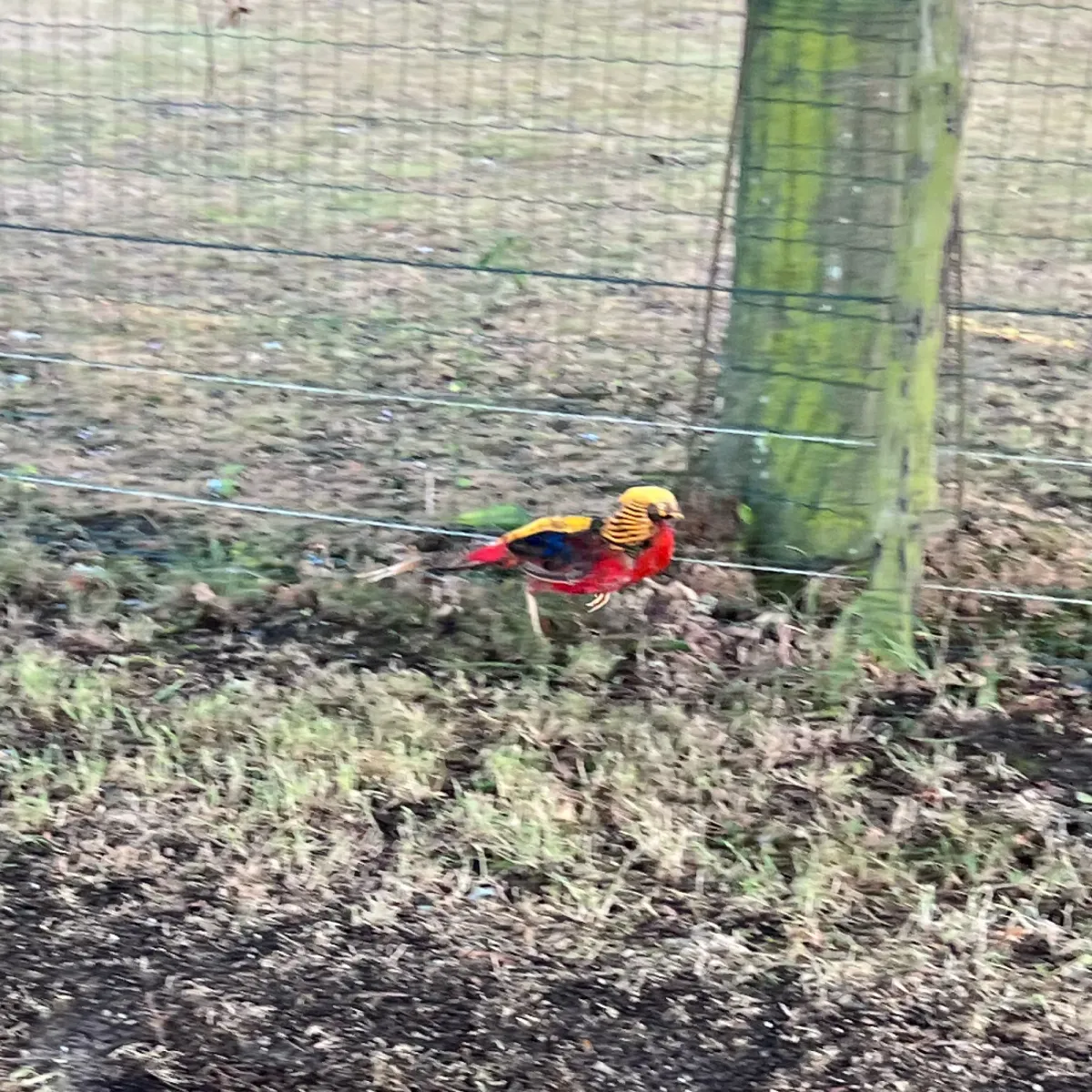 Waargenomen Goudfazant
