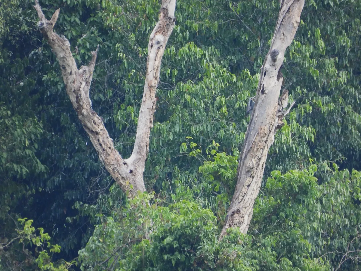 Gespotte Poederspecht