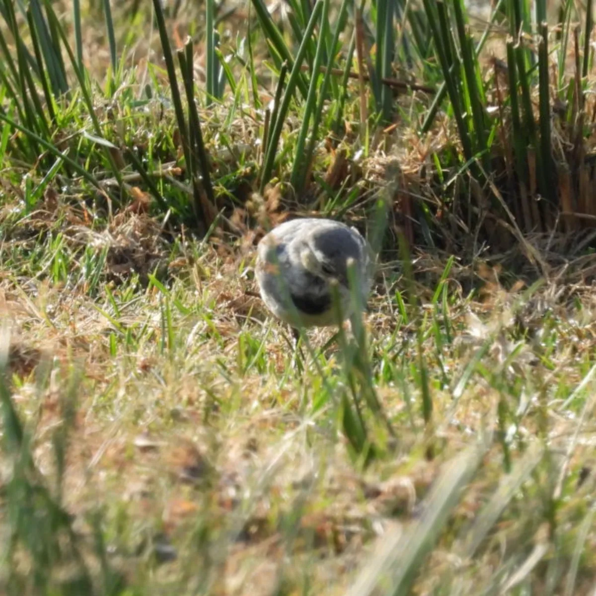 Spotted White Wagtail
