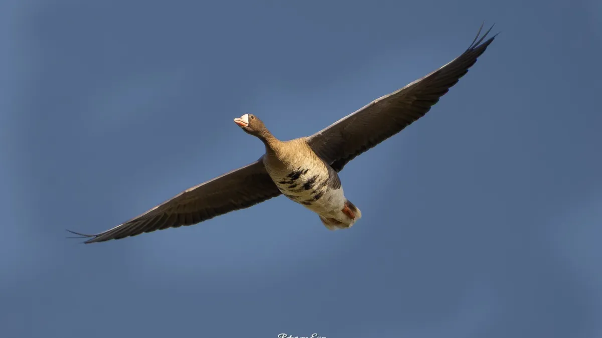 Spotted Greater White-fronted Goose