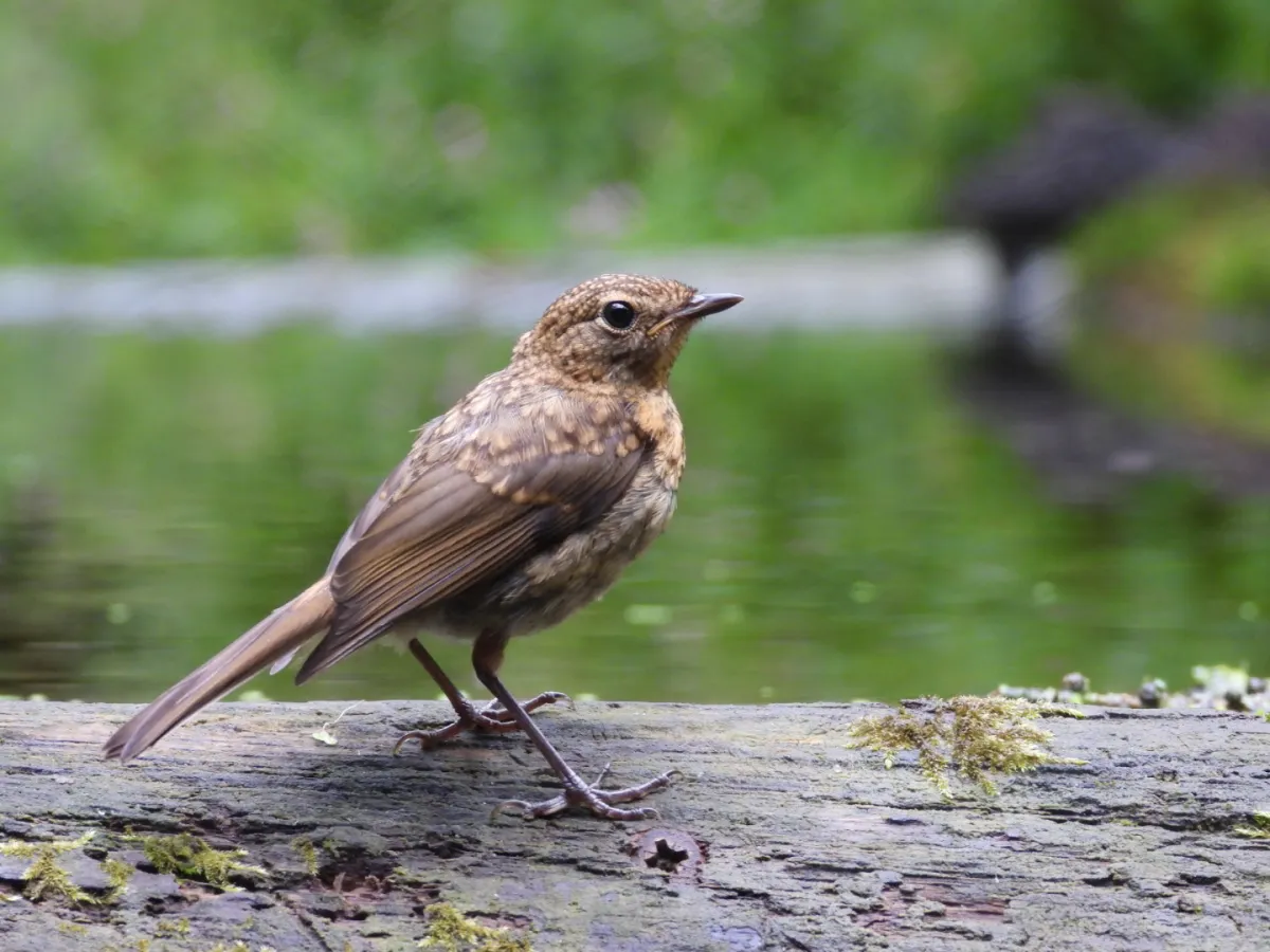 Spotted European Robin