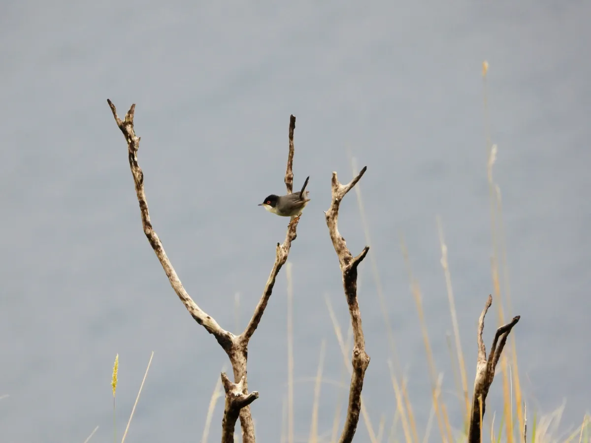 Spotted Sardinian Warbler