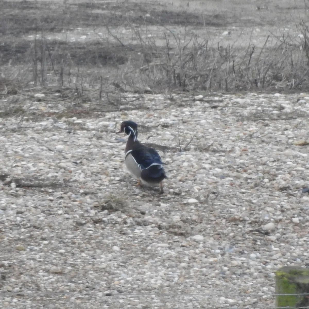 Gespotte Carolinaeend