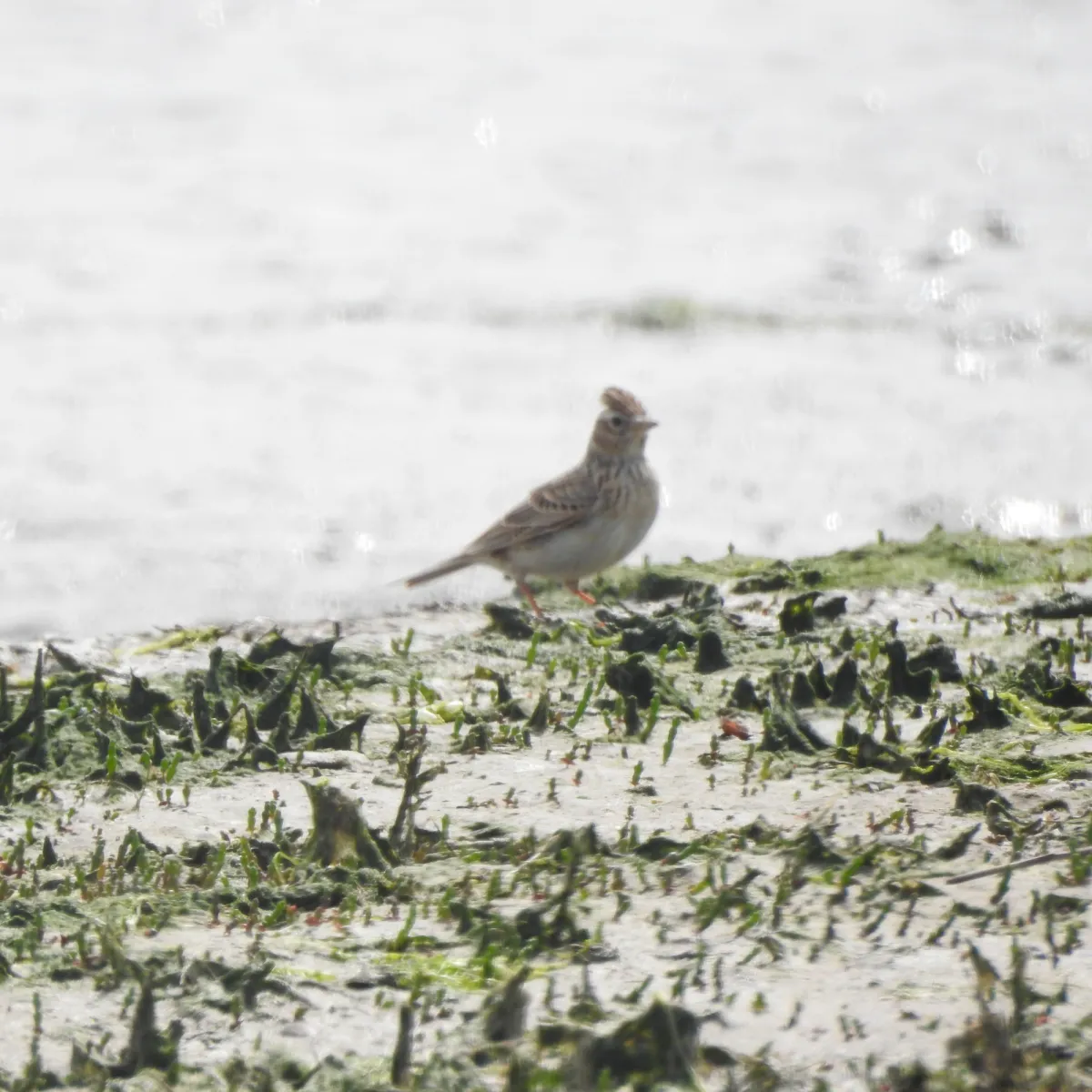 Spotted Eurasian Skylark