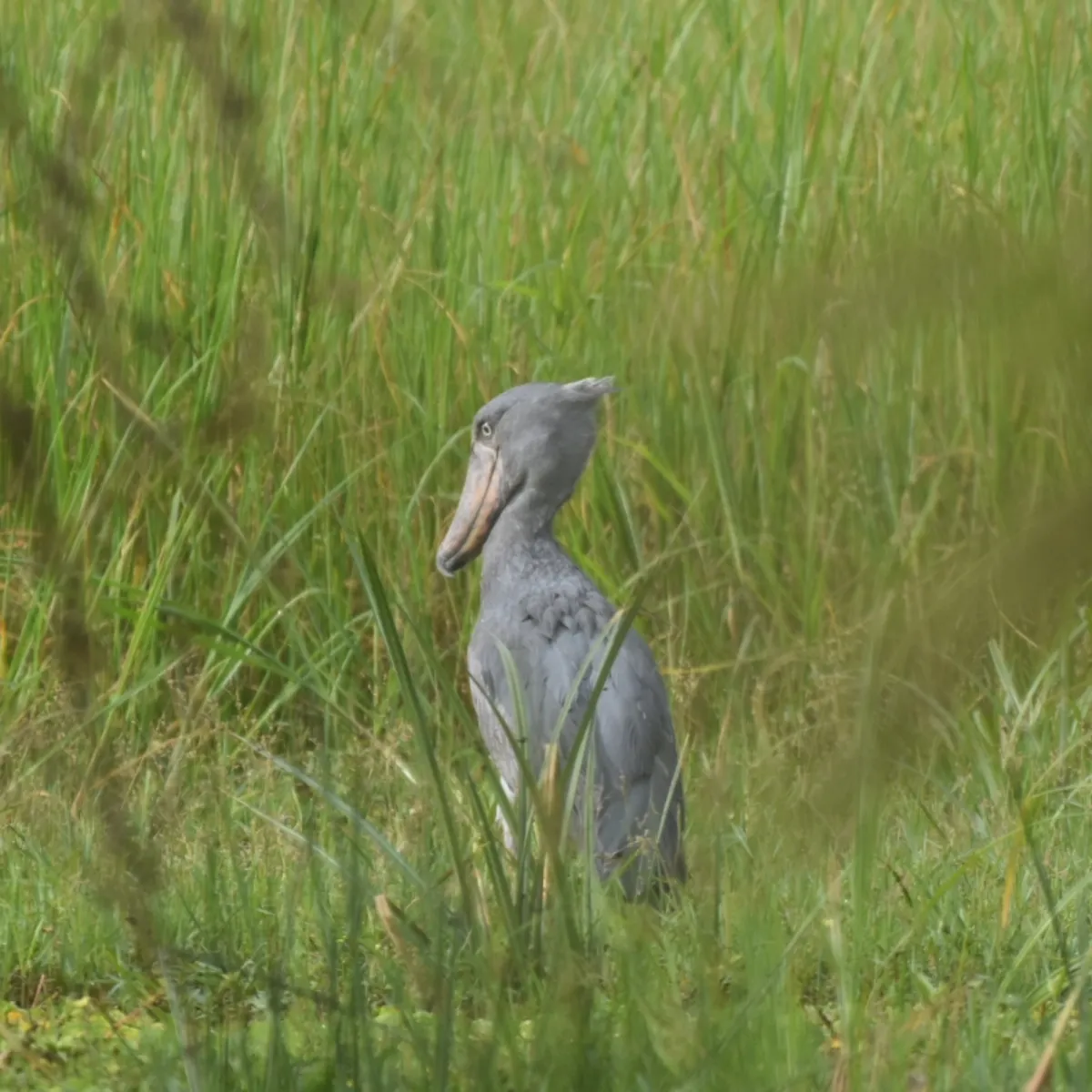 Spotted Shoebill