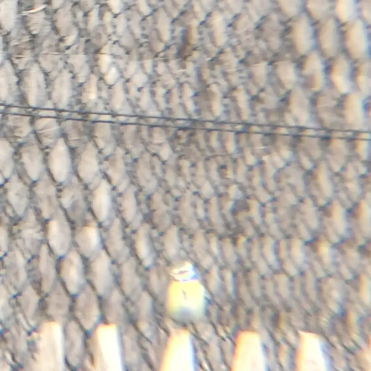 Spotted Eurasian Blue Tit