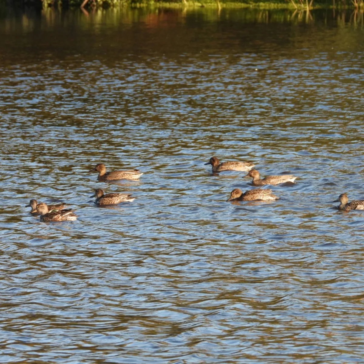 Waargenomen Wintertaling