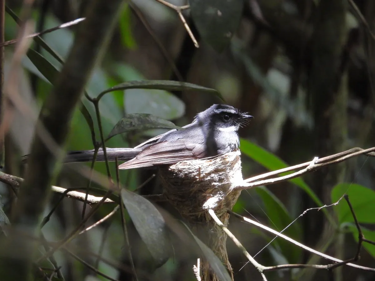 Gespotte Witkeelwaaierstaart