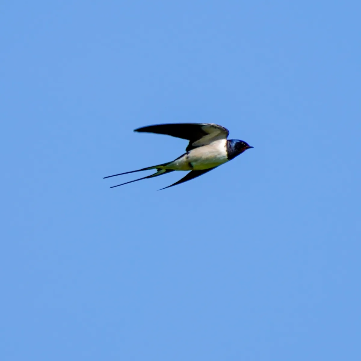 Spotted Barn Swallow