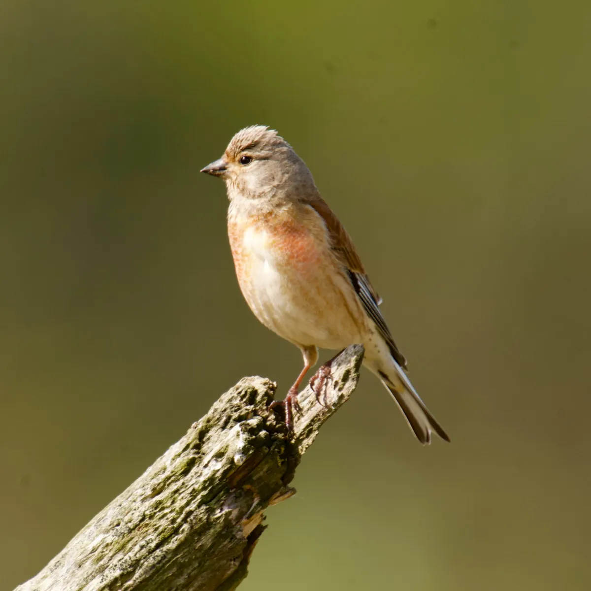 Spotted Eurasian Linnet