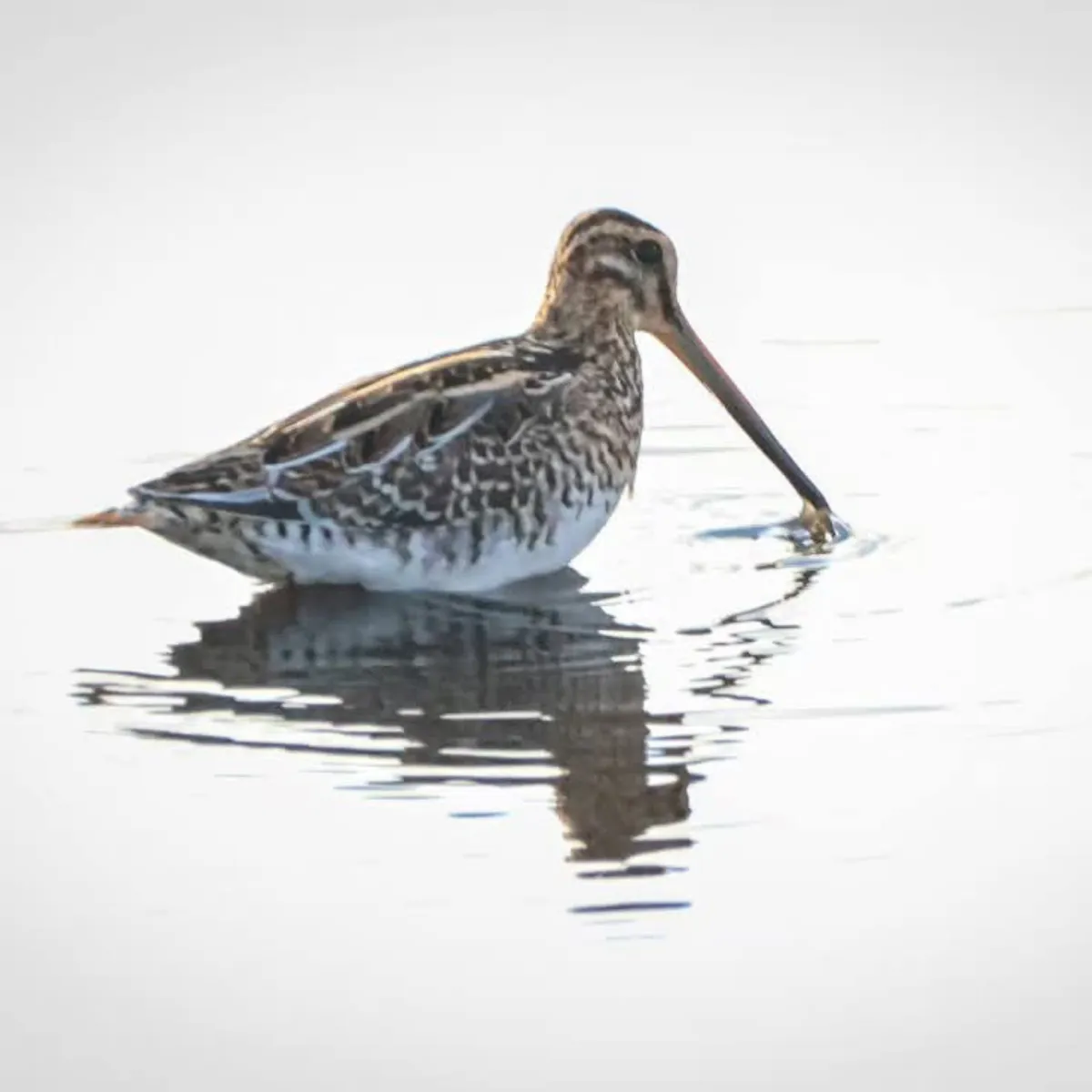 Spotted Common Snipe