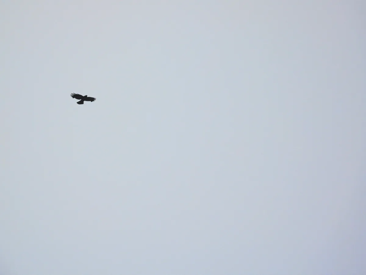 Spotted Yellow-billed Chough