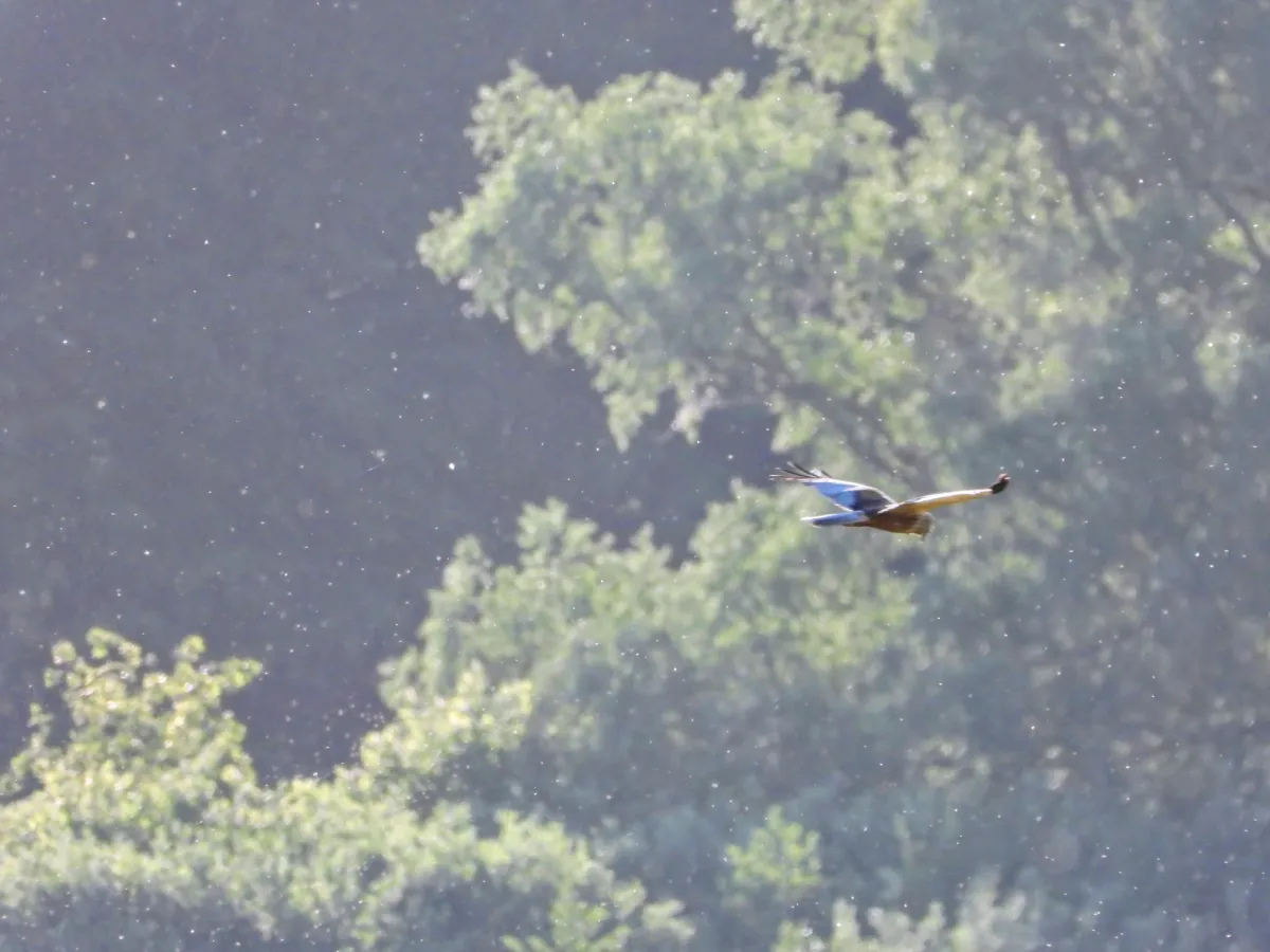 Spotted Western Marsh Harrier