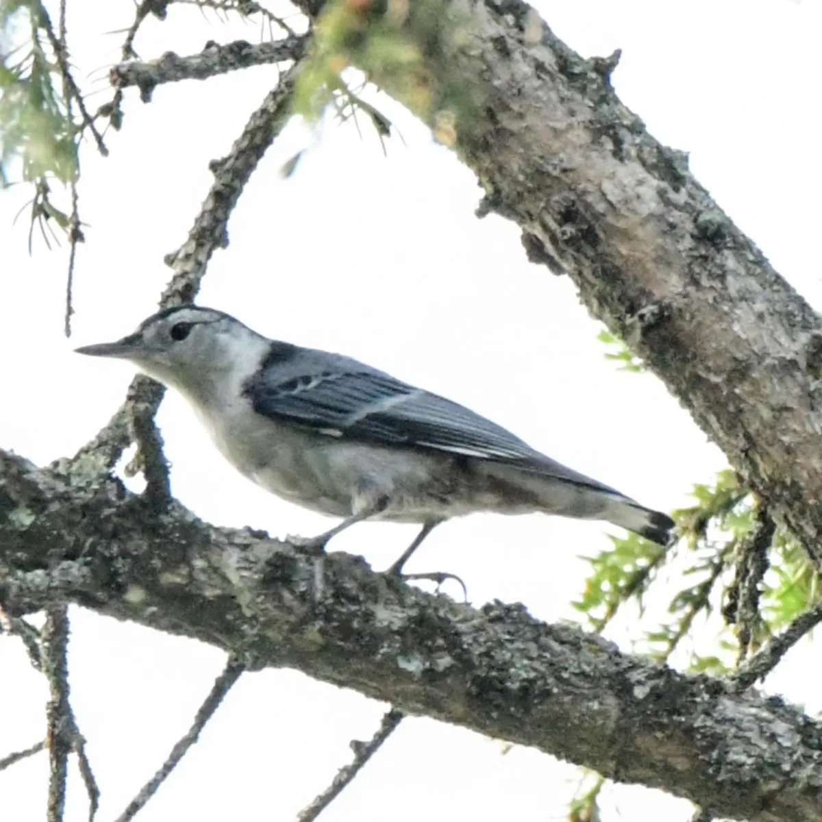 Spotted White-breasted Nuthatch