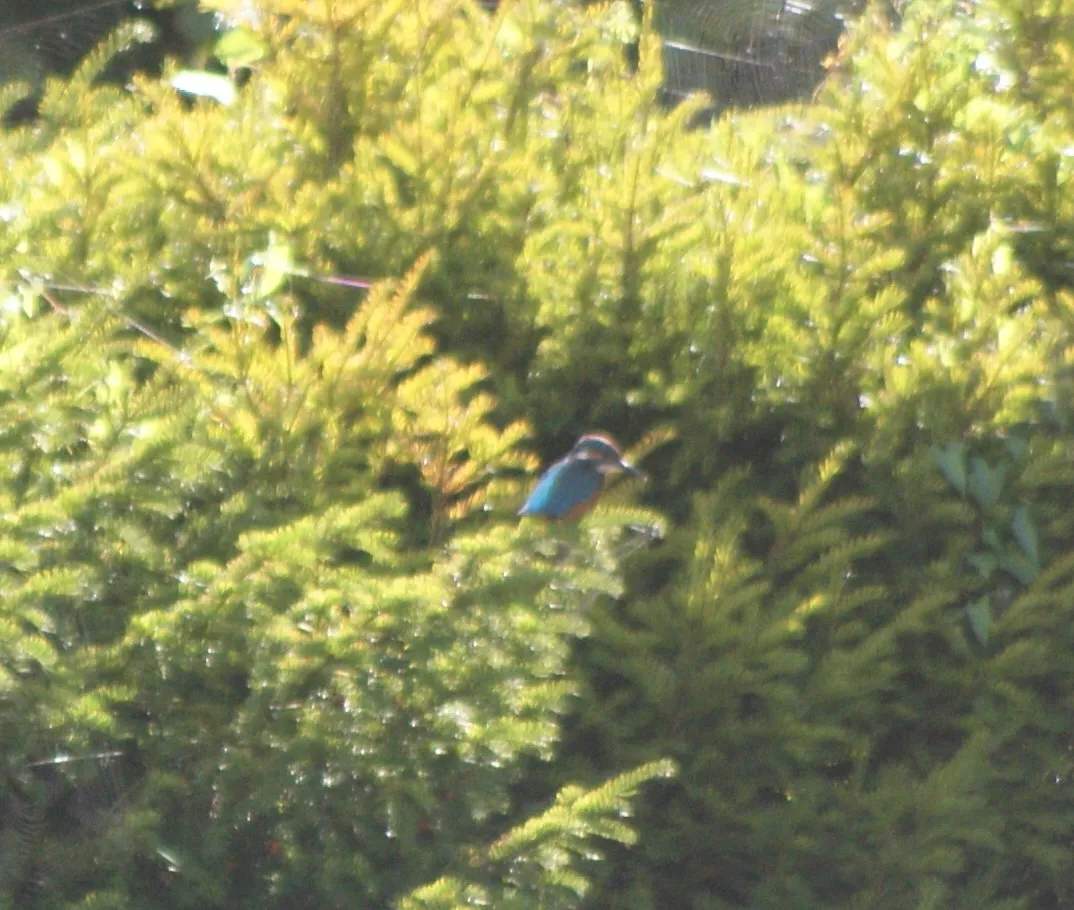 Waargenomen IJsvogel