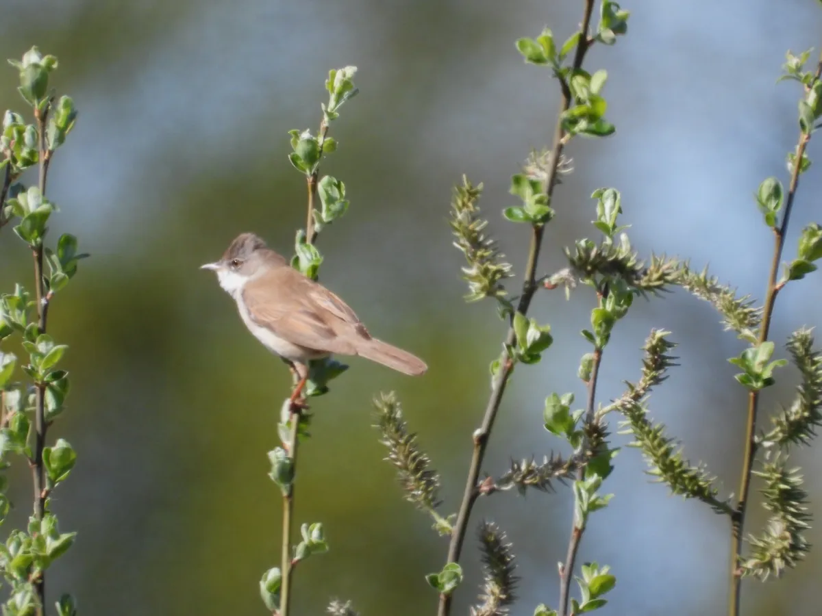 Gespotte Grasmus