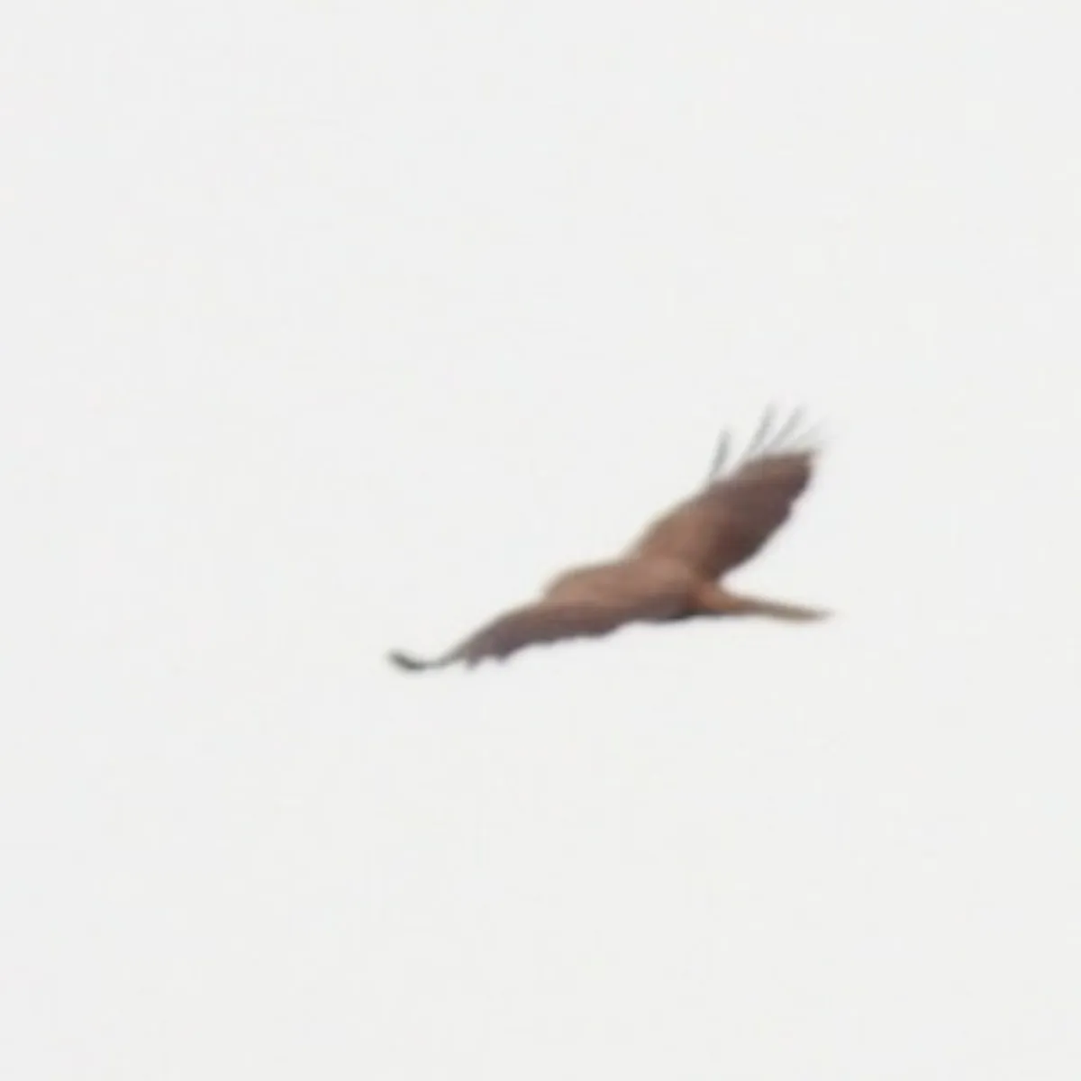 Spotted Western Marsh Harrier