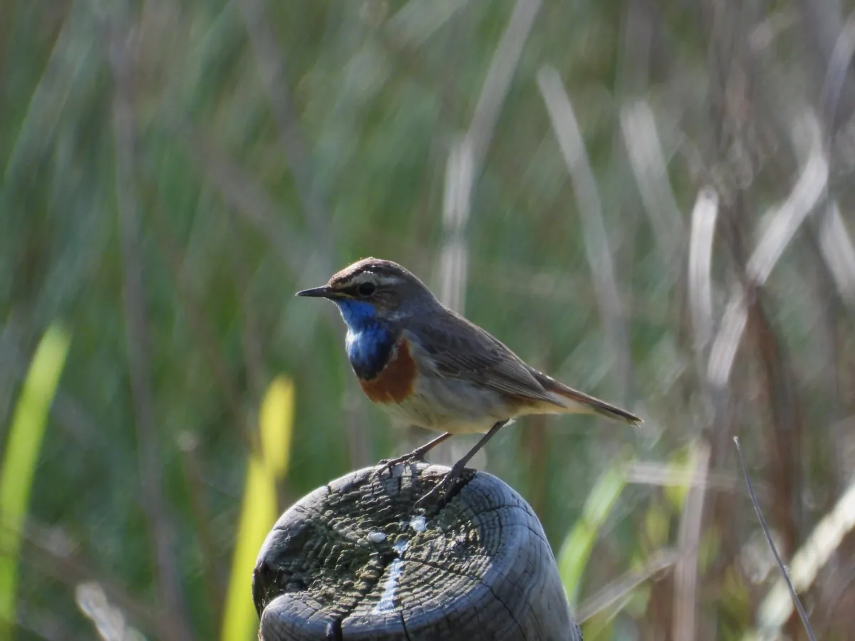 Waargenomen Blauwborst