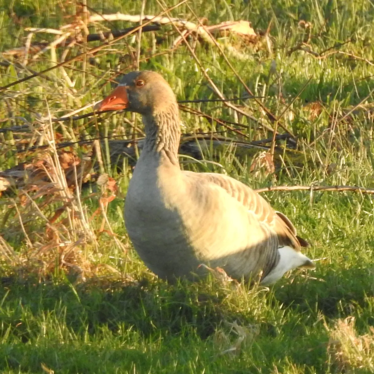 Spotted Graylag Goose