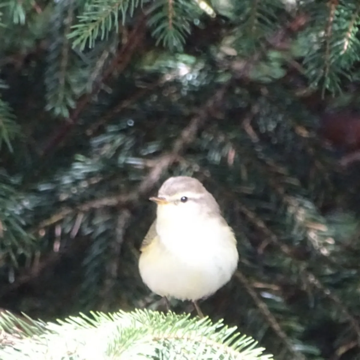 Spotted Willow Warbler