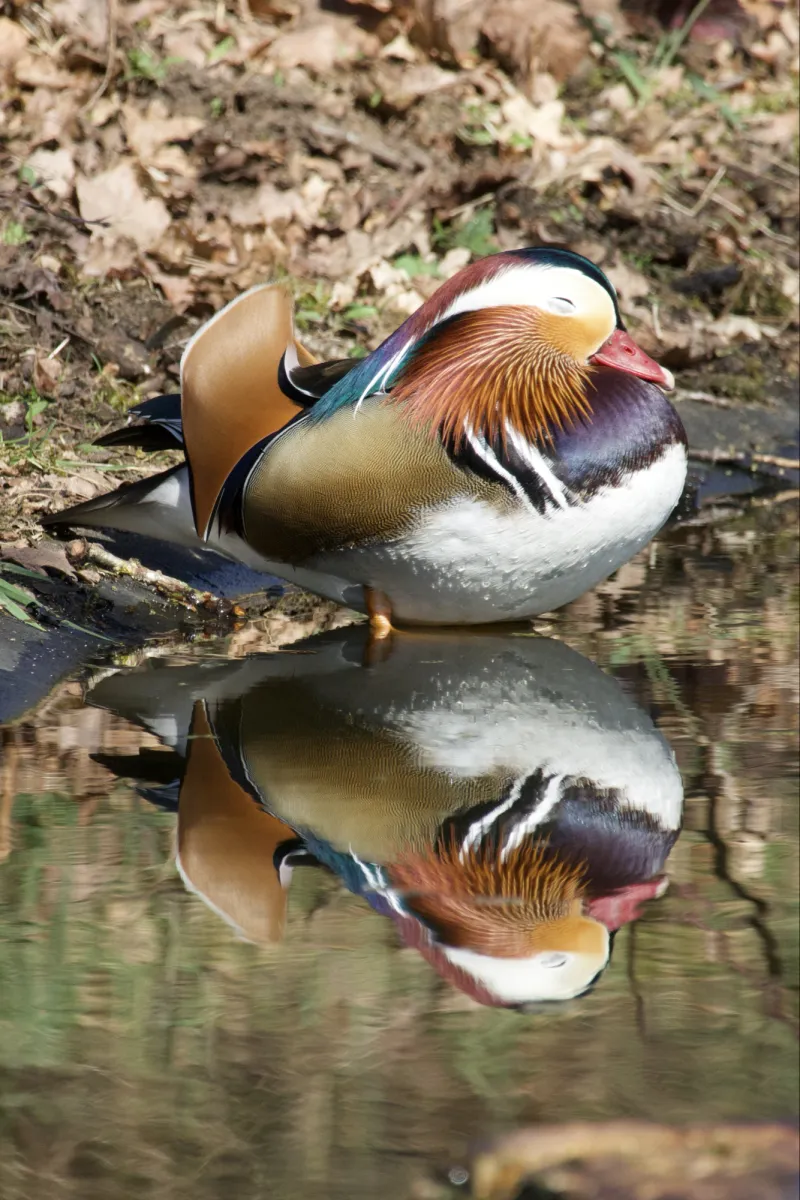 Spotted Mandarin Duck