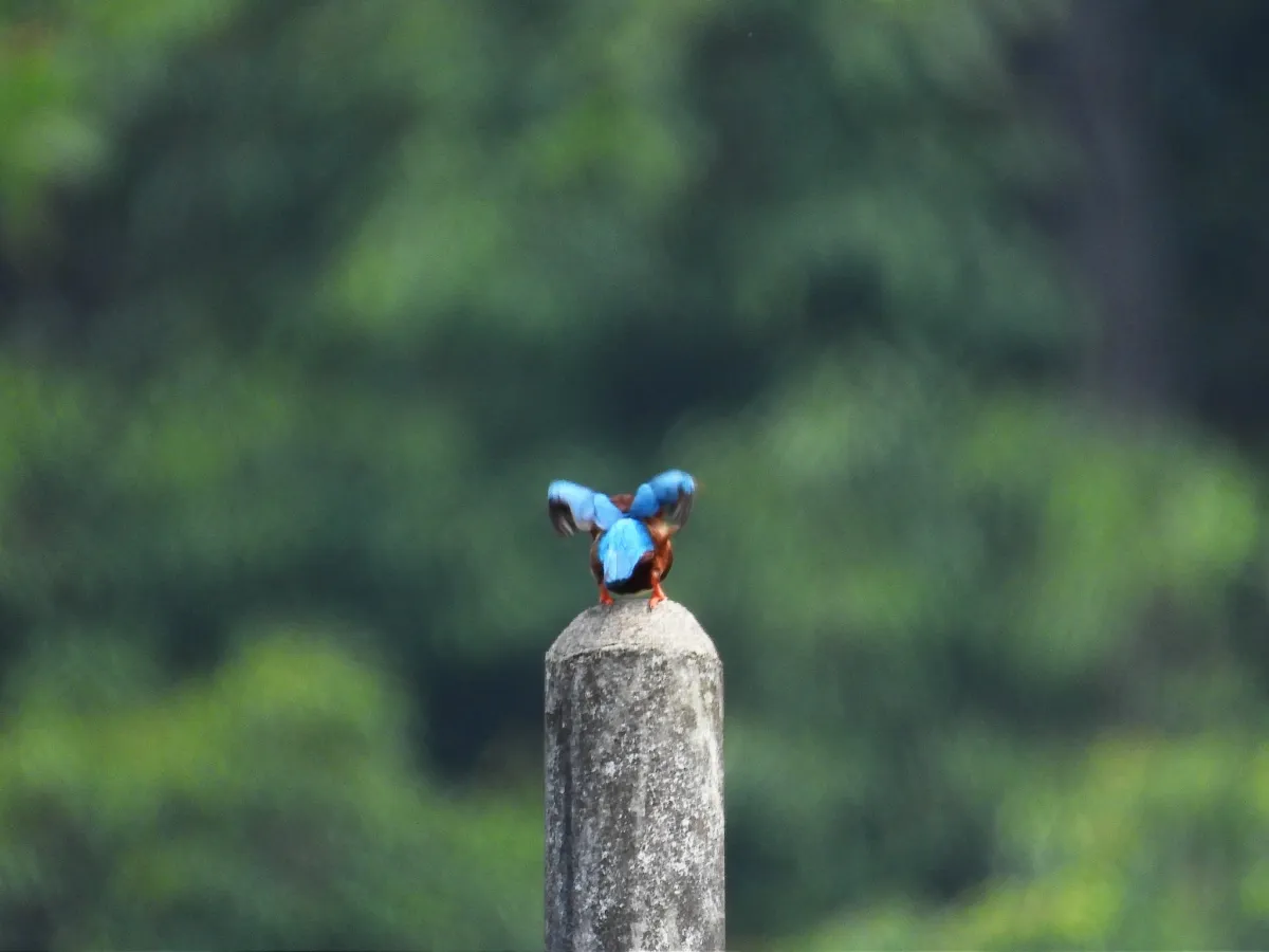 Gespotte Smyrnaijsvogel