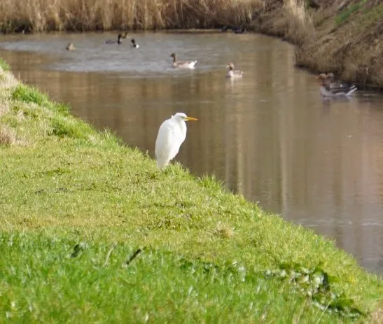 Gespotte Grote zilverreiger