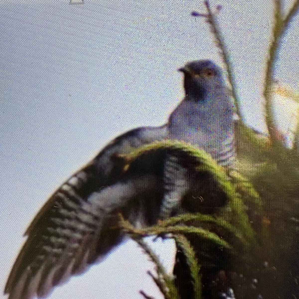 Spotted Common Cuckoo