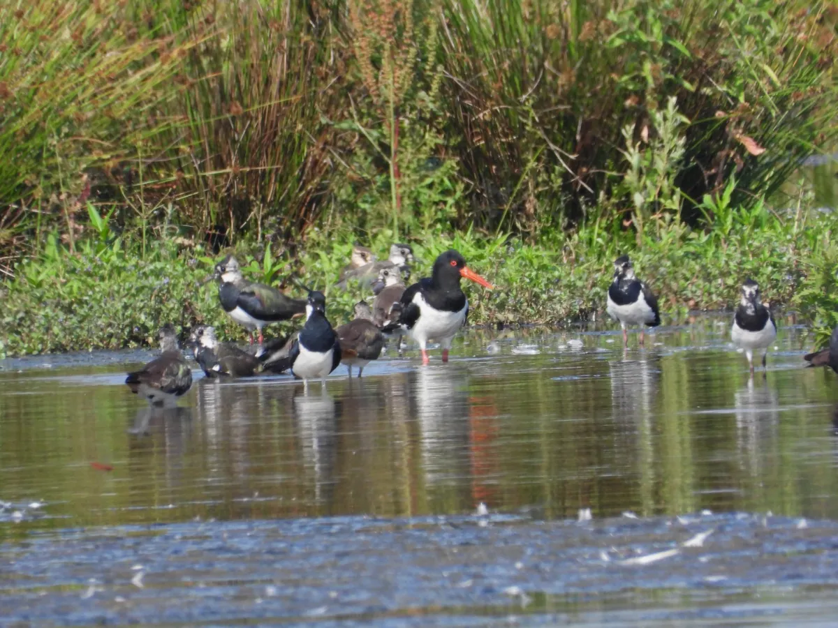 Waargenomen Kievit