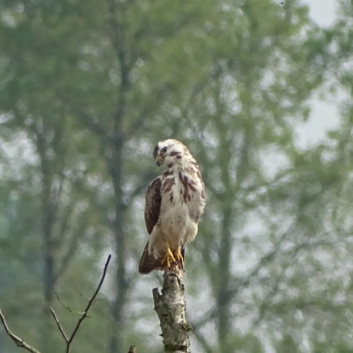 Waargenomen Buizerd