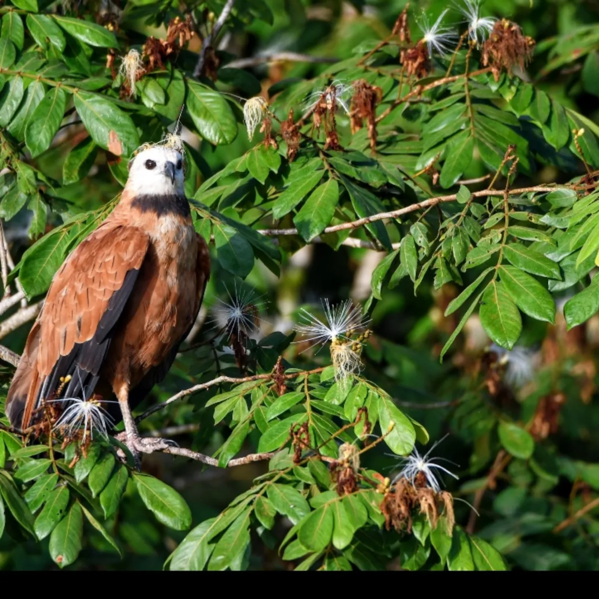 Gespotte Moerasbuizerd