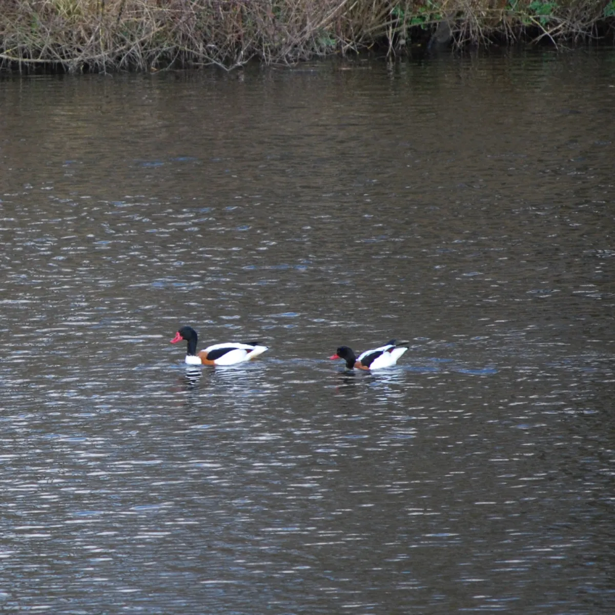 Spotted Common Shelduck