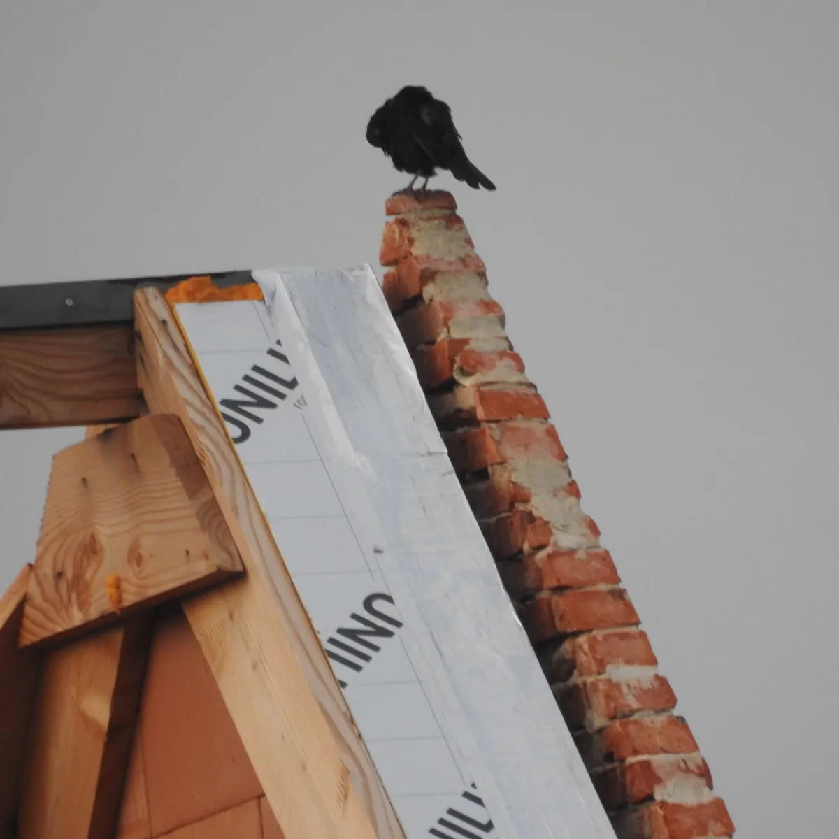 Spotted Eurasian Blackbird