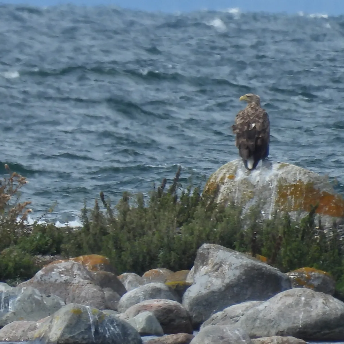 Spotted White-tailed Eagle