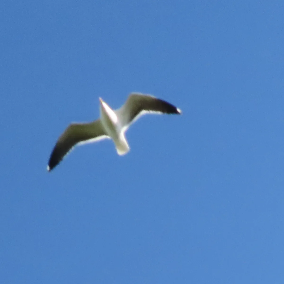 Gespotte Kleine mantelmeeuw