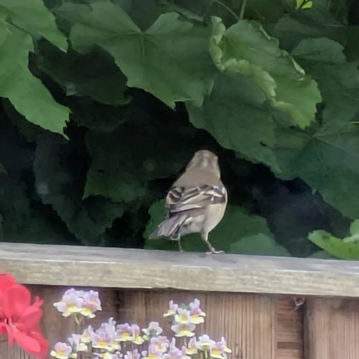 Spotted Common Chaffinch
