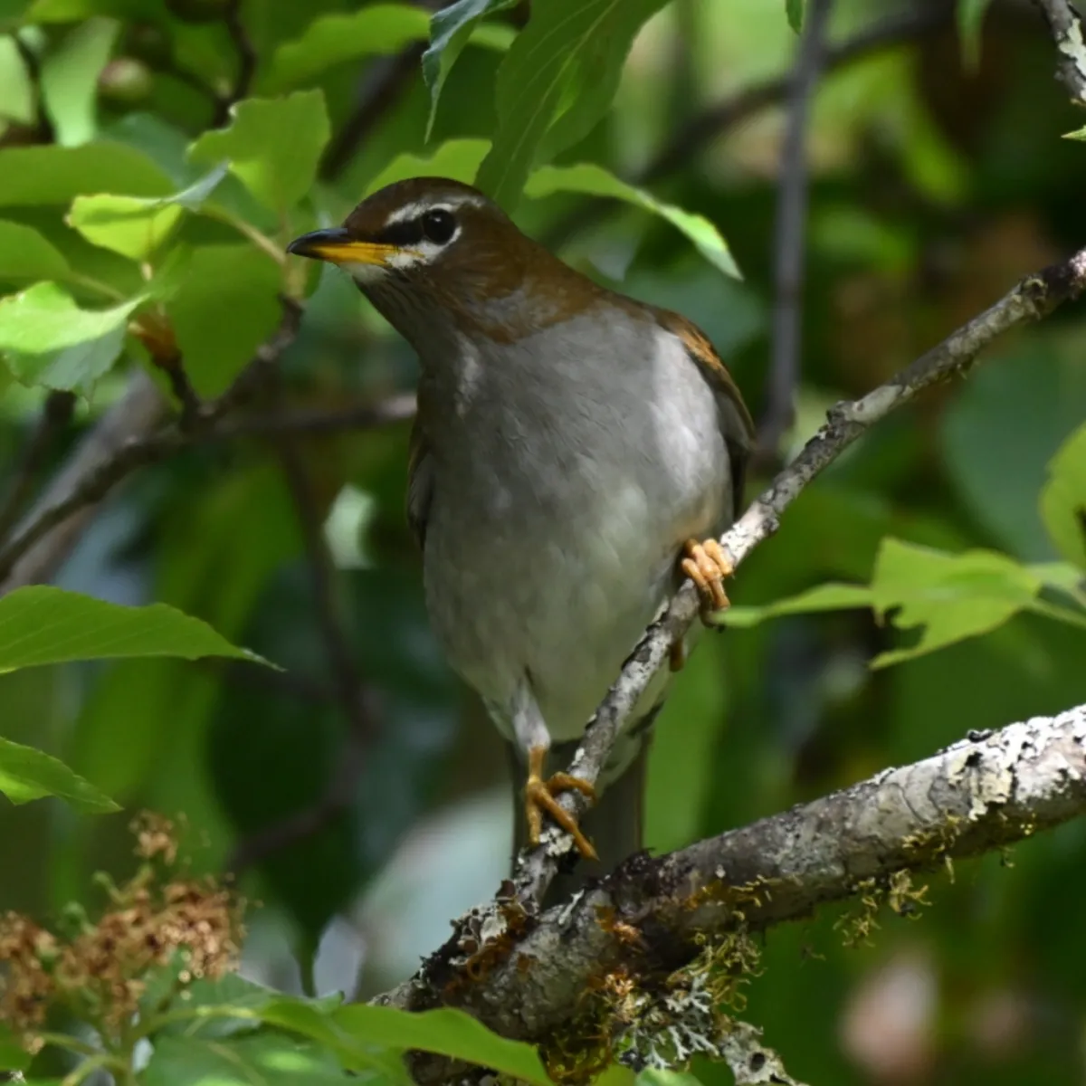 Spotted Eyebrowed Thrush