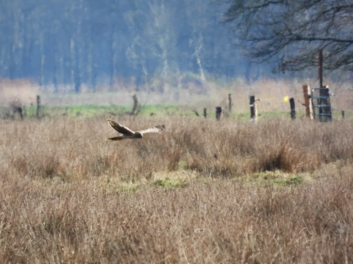 Gespotte Blauwe kiekendief