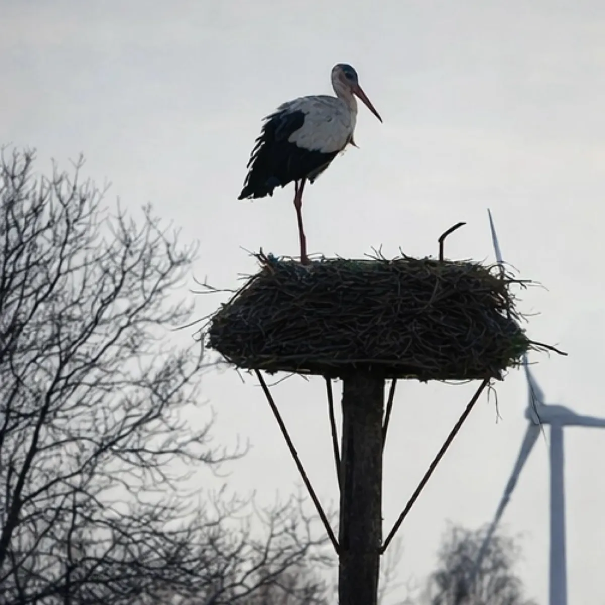 Spotted White Stork