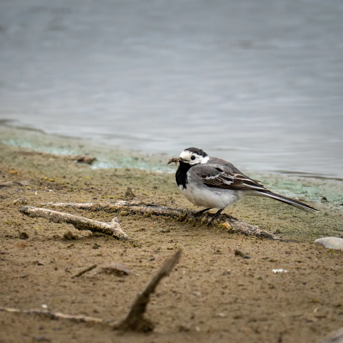 Spotted White Wagtail